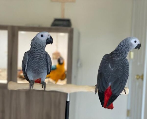buy african grey parrot