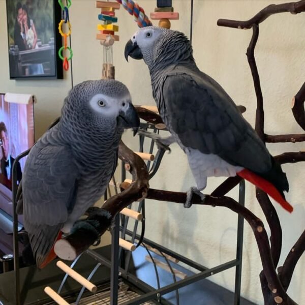 Silver_male & Skye_female