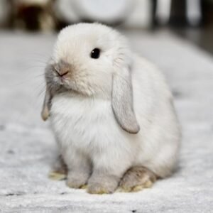 Snow - Female