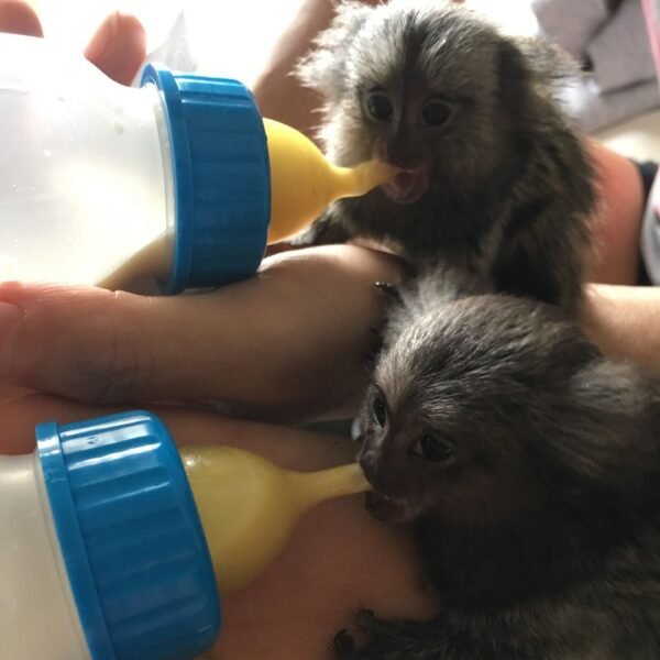 Cuddles -silvery Marmoset Female - Image 2