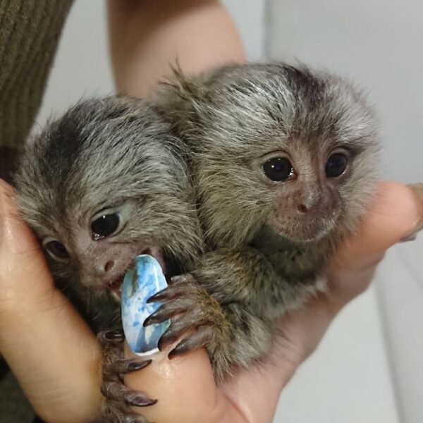 Cuddles -silvery Marmoset Female - Image 4