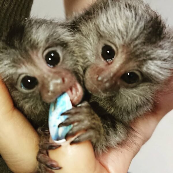 Cuddles -silvery Marmoset Female - Image 5