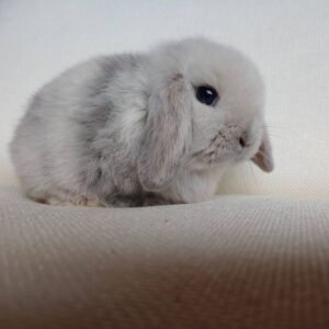 Clover - Male