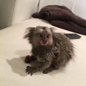 marmoset monkey for sale