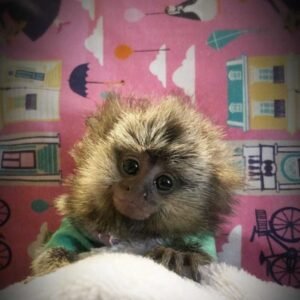 western pygmy marmoset Snappy