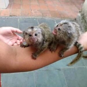 pygmy marmoset Spanky