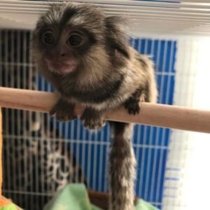 BUY MARMOSET MONKEY MILO FOR SALE