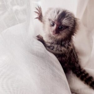 BUY MARMOSET MONKEY MUSTARD FOR SALE