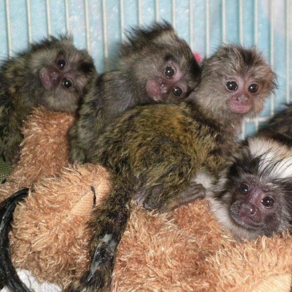 Micky - Marmoset Male - Image 2