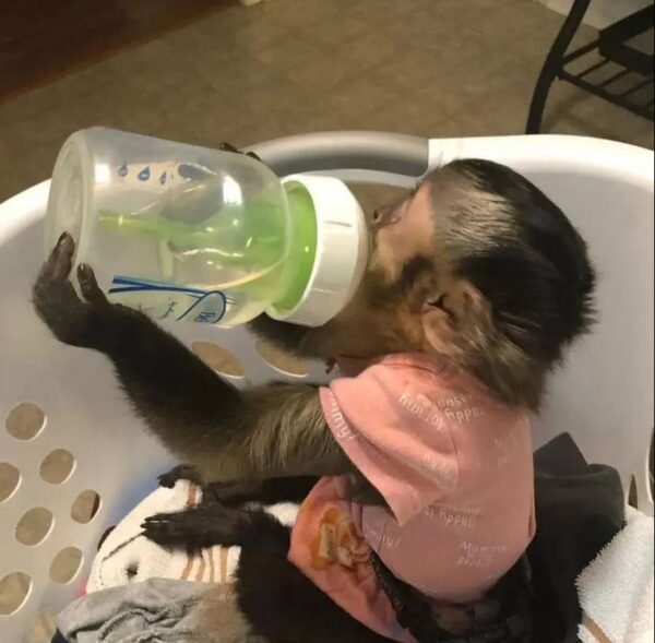 Ella capuchin monkey pet - Image 2