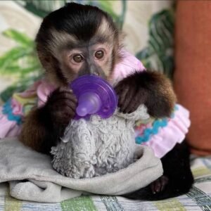Ella capuchin monkey pet