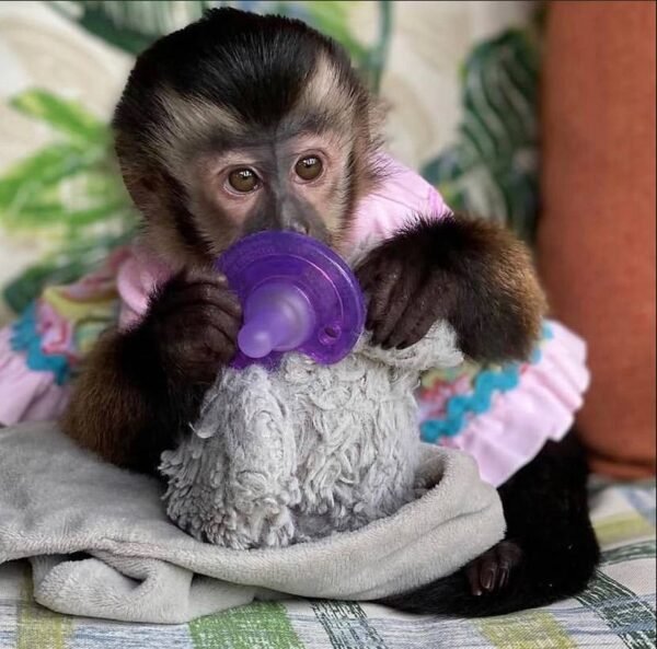 Ella capuchin monkey pet