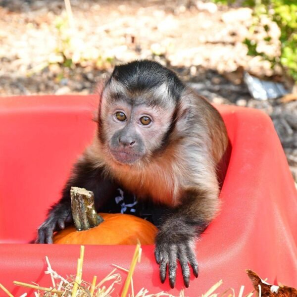 Kylo capuchin monkey pet - Image 2