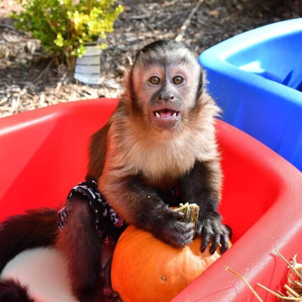 Kylo capuchin monkey pet - Image 3