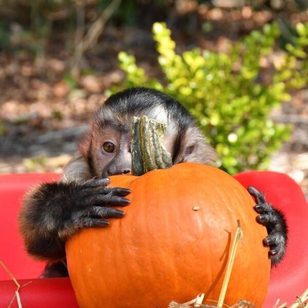 Kylo capuchin monkey pet - Image 4