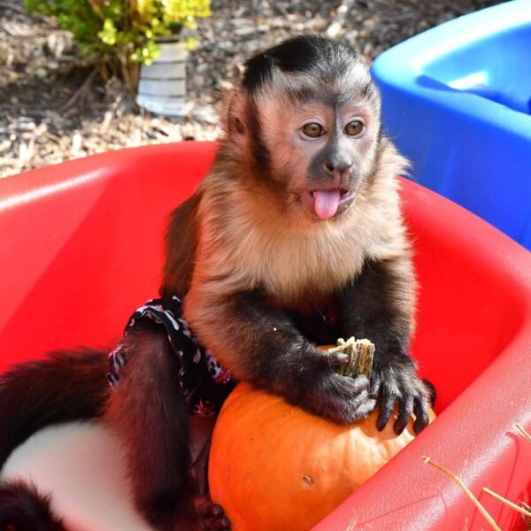 Kylo capuchin monkey pet - Image 5