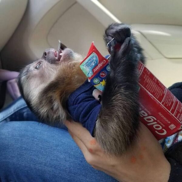 Kylo capuchin monkey pet - Image 6