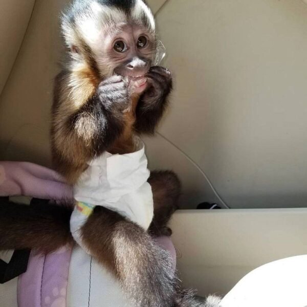 Kylo capuchin monkey pet - Image 7