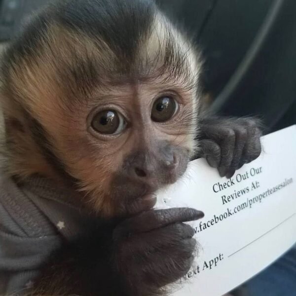 Kylo capuchin monkey pet - Image 8