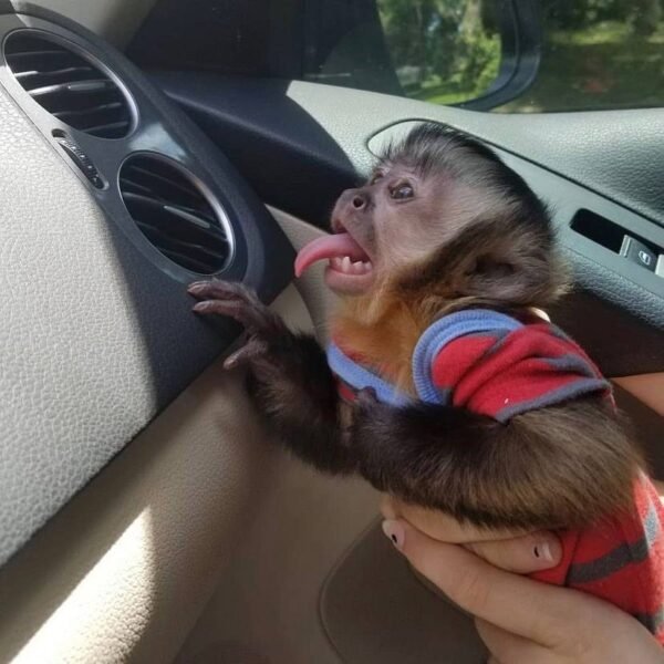 Kylo capuchin monkey pet - Image 9
