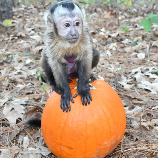 Spanky Capuchin Monkey For Sale - Image 2