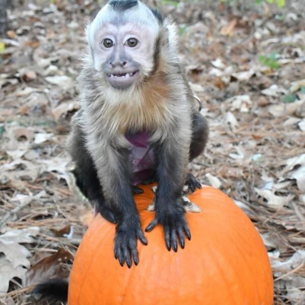 Spanky Capuchin Monkey For Sale - Image 3