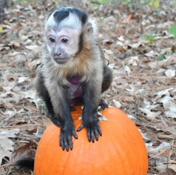 Spanky Capuchin Monkey For Sale - Image 4