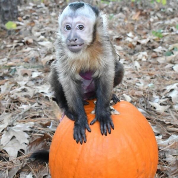 Spanky Capuchin Monkey For Sale - Image 5