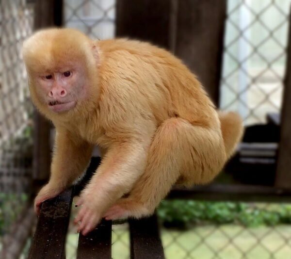 Blond Capuchin Monkey