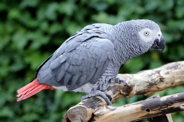 Coco african grey parrot for sale