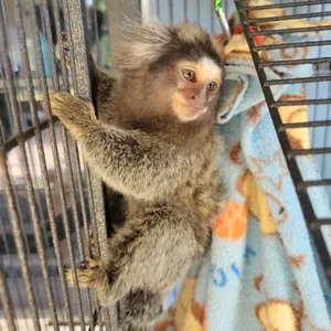 Praline - Marmoset Female