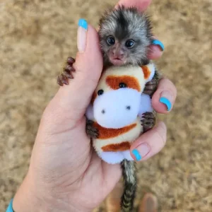 Cuddles -silvery Marmoset