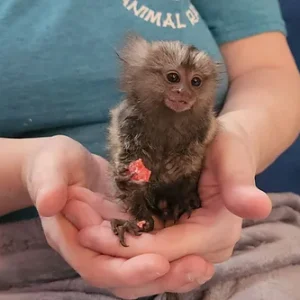 Charly - Marmoset Female
