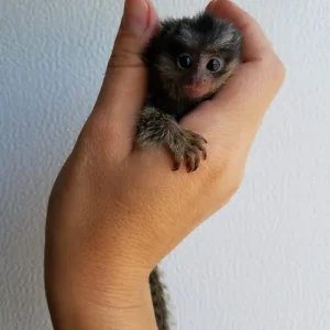 common marmoset