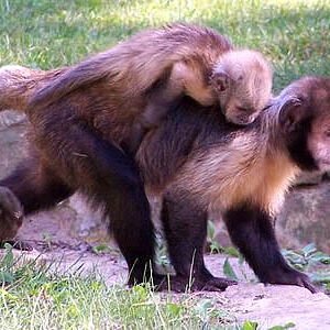 Golden-bellied Capuchin Monkey