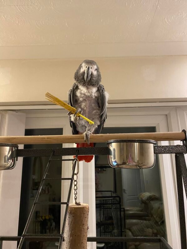 Coco african grey parrot for sale - Image 3