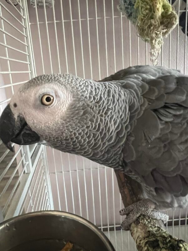 Coco african grey parrot for sale - Image 2