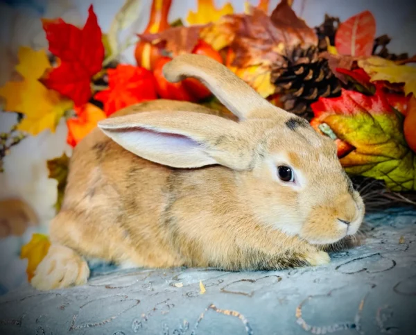 Gidget - Female