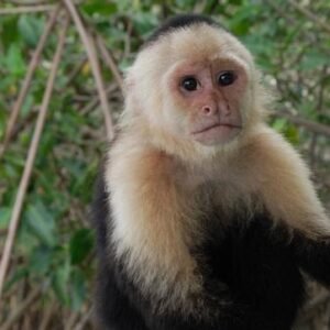 White-headed Capuchin Monkey