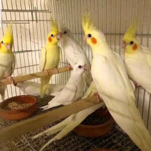 Talking Cockatiels Parrots for sale