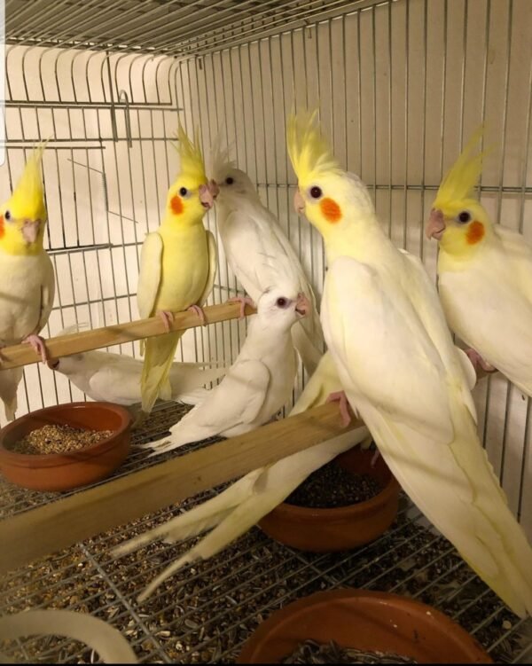 Talking Cockatiels Parrots for sale