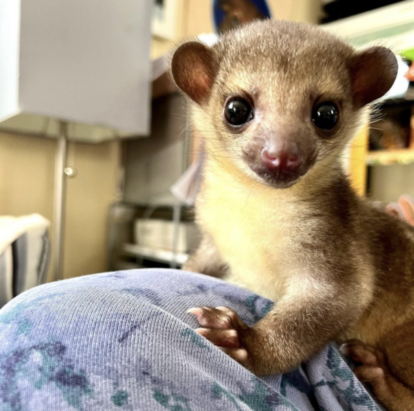 kinkajou for sale - Image 3