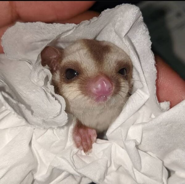 Mira
