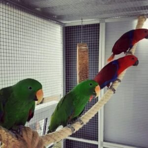 Talking Eclectus Parrot