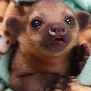 kinkajou for sale