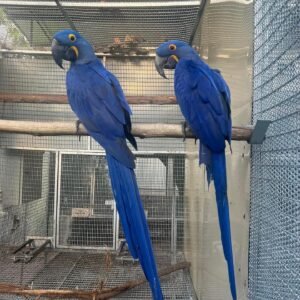 hyacinth macaw for sale