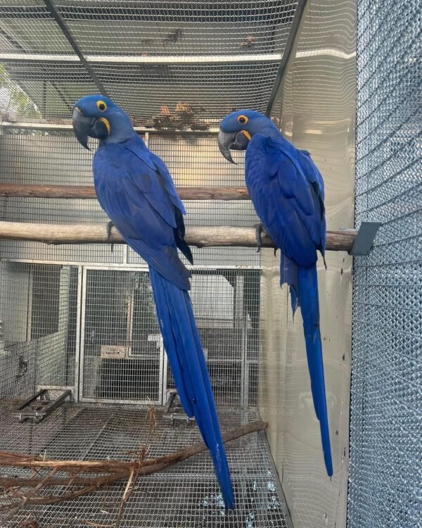 hyacinth macaw for sale