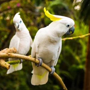Talking Cockatoo Parrots