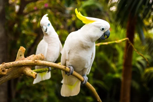 Talking Cockatoo Parrots